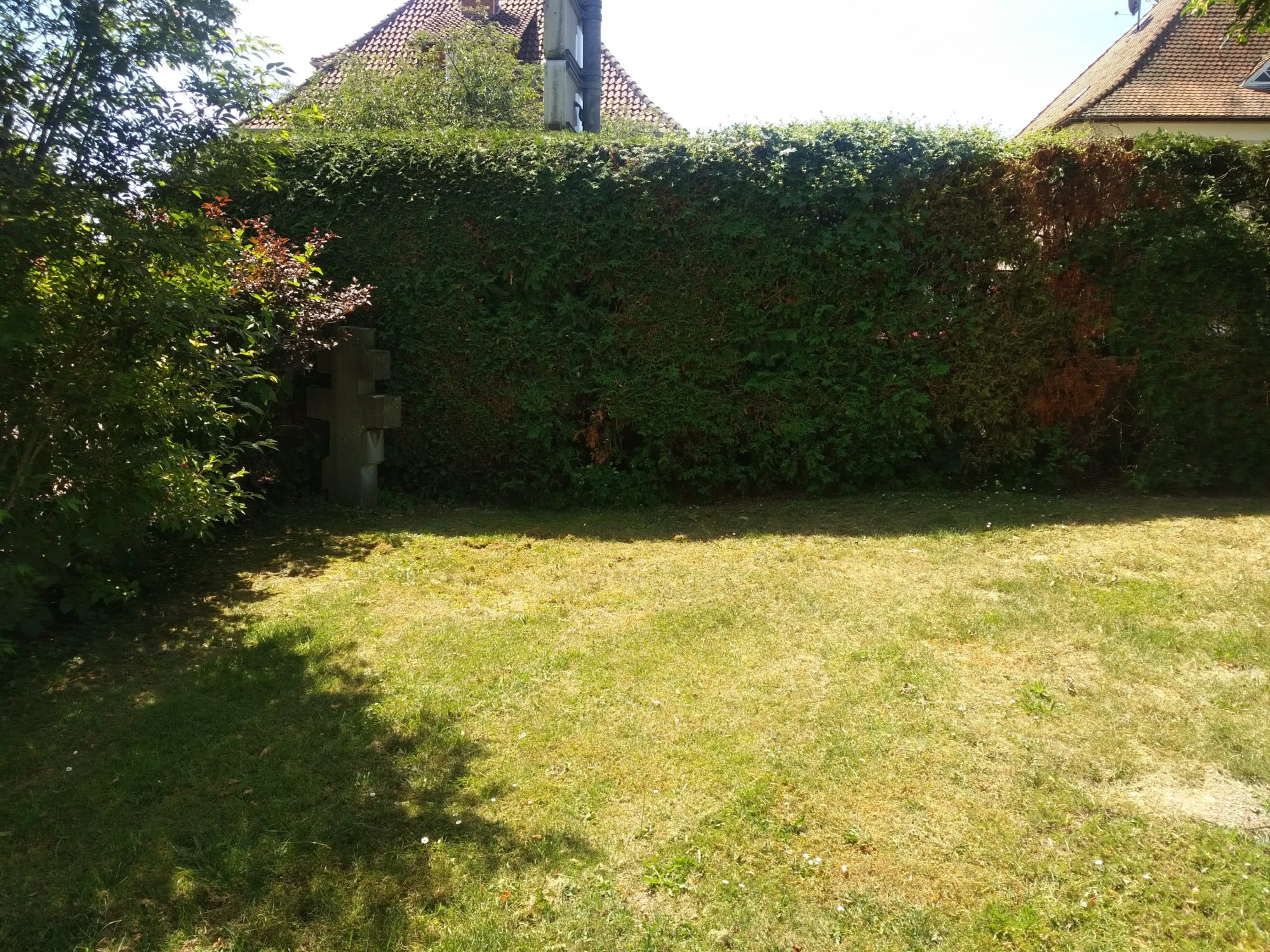 lawn with hedges