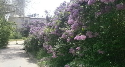 Lilac bushes in full bloom